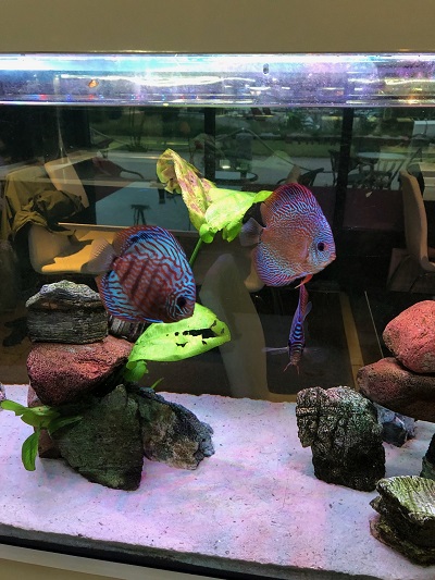 Ett akvarium på thairestaurangen på fredagen